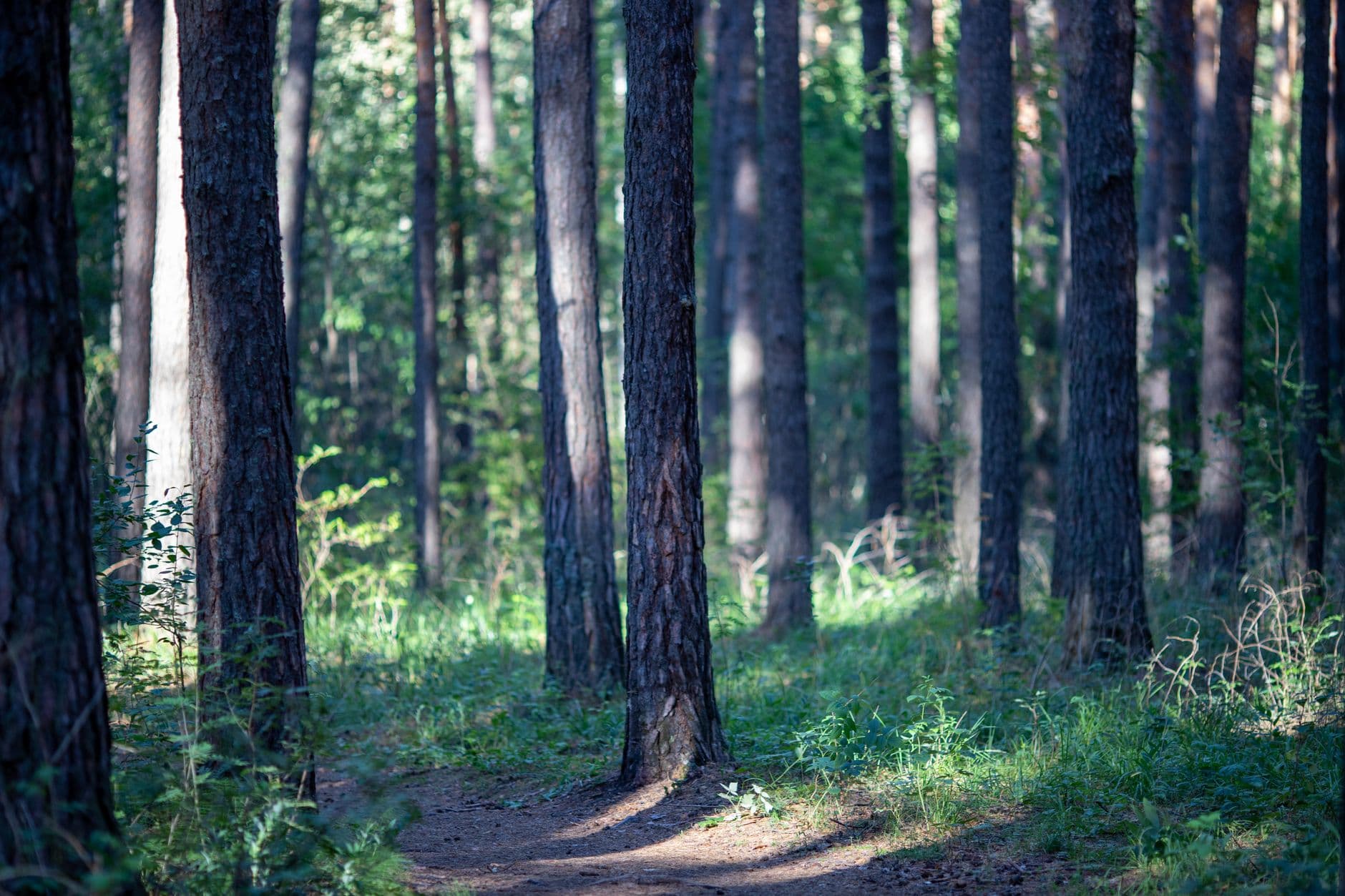 Forest Monitoring in Russian National Parks - Integrating Remote Sensing and GIS for Enhanced Conservation