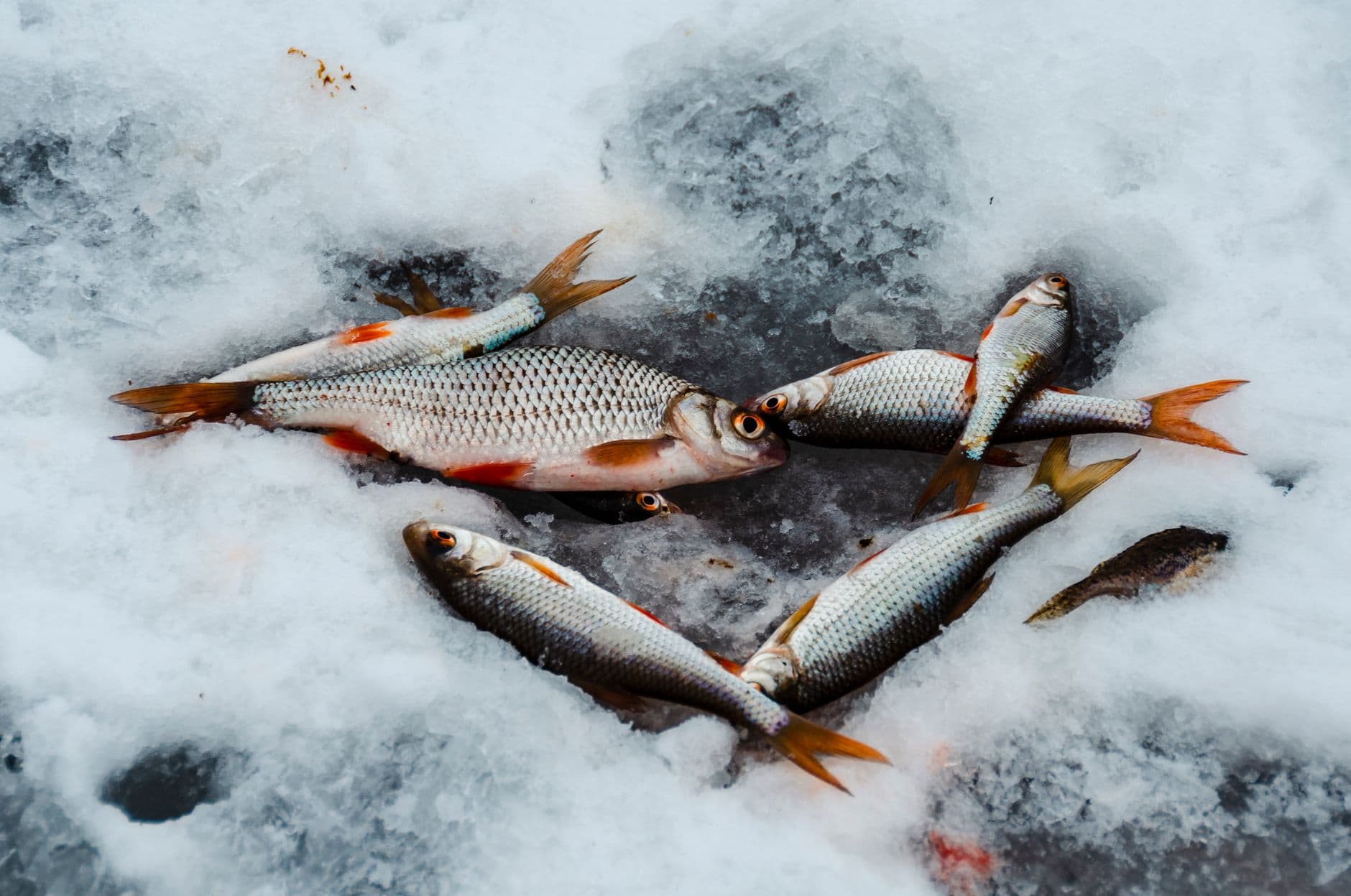 Ice Fishing Across Russia - Best Spots, Pro Tips, and Winter Angling Safety