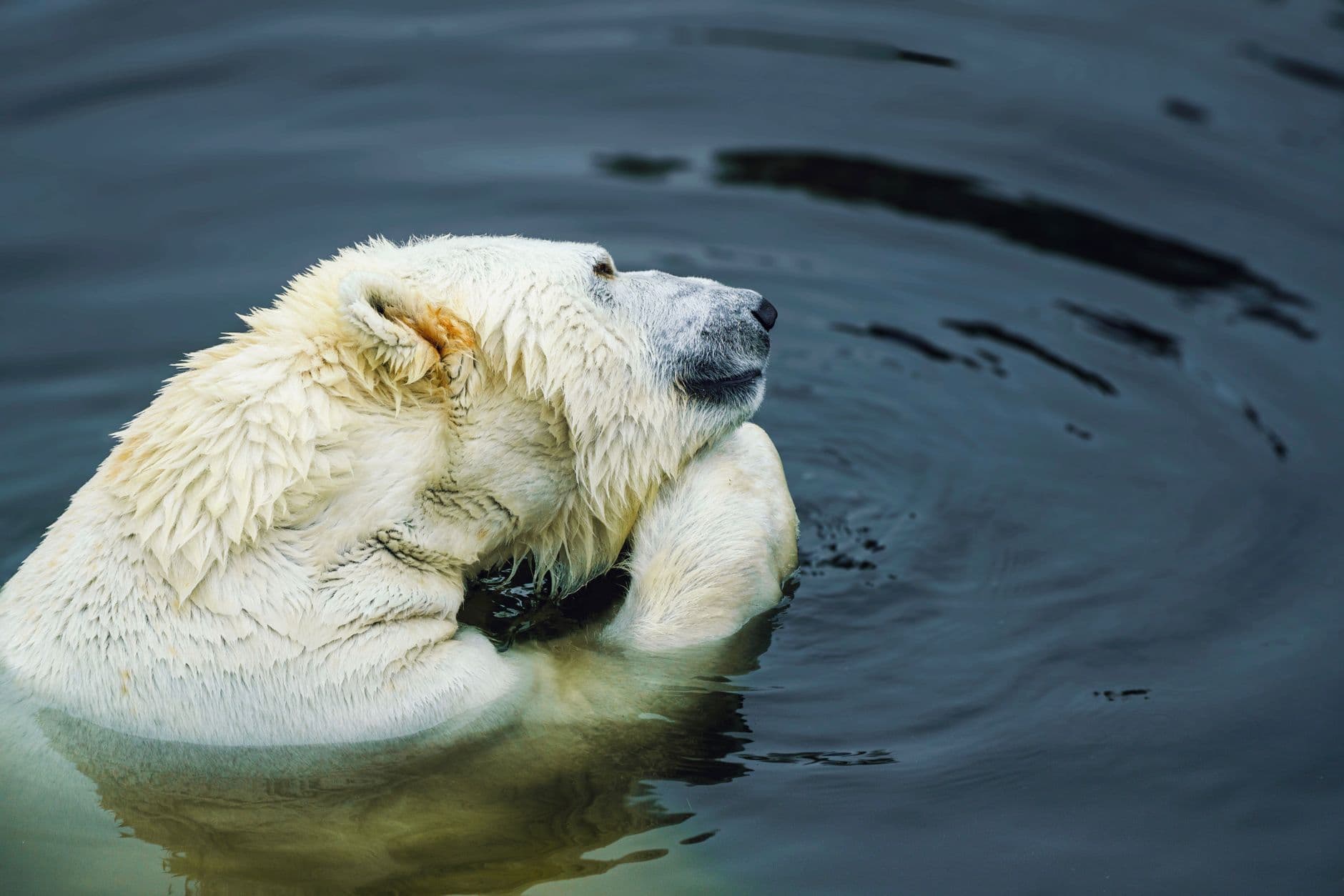 Polar Bear Land - Wildlife Wonders on Russia's Wrangel Island