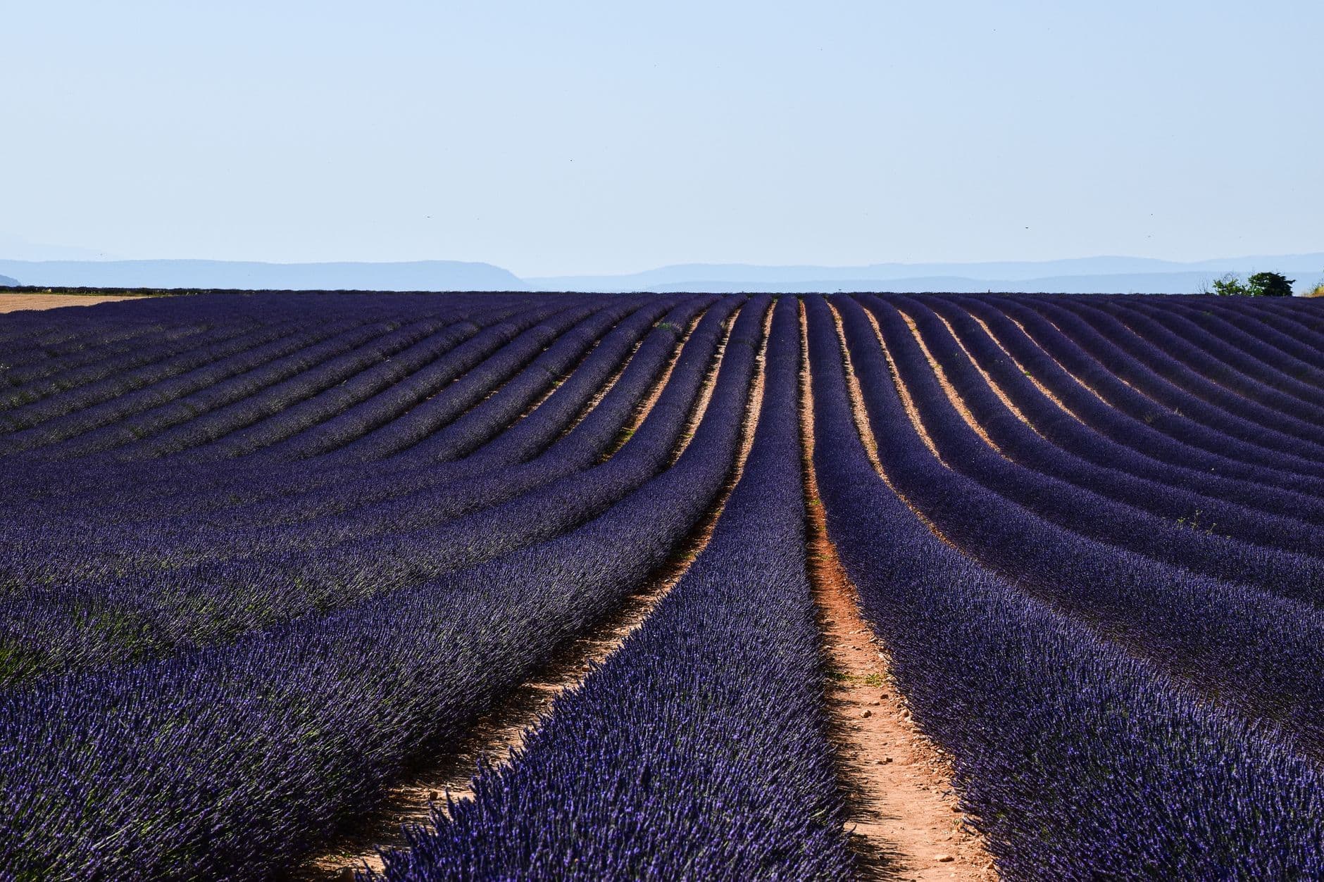 Lavendelfelder in der Provence – Ein umfassender Leitfaden für Ihren Besuch, Blütezeiten und Tipps