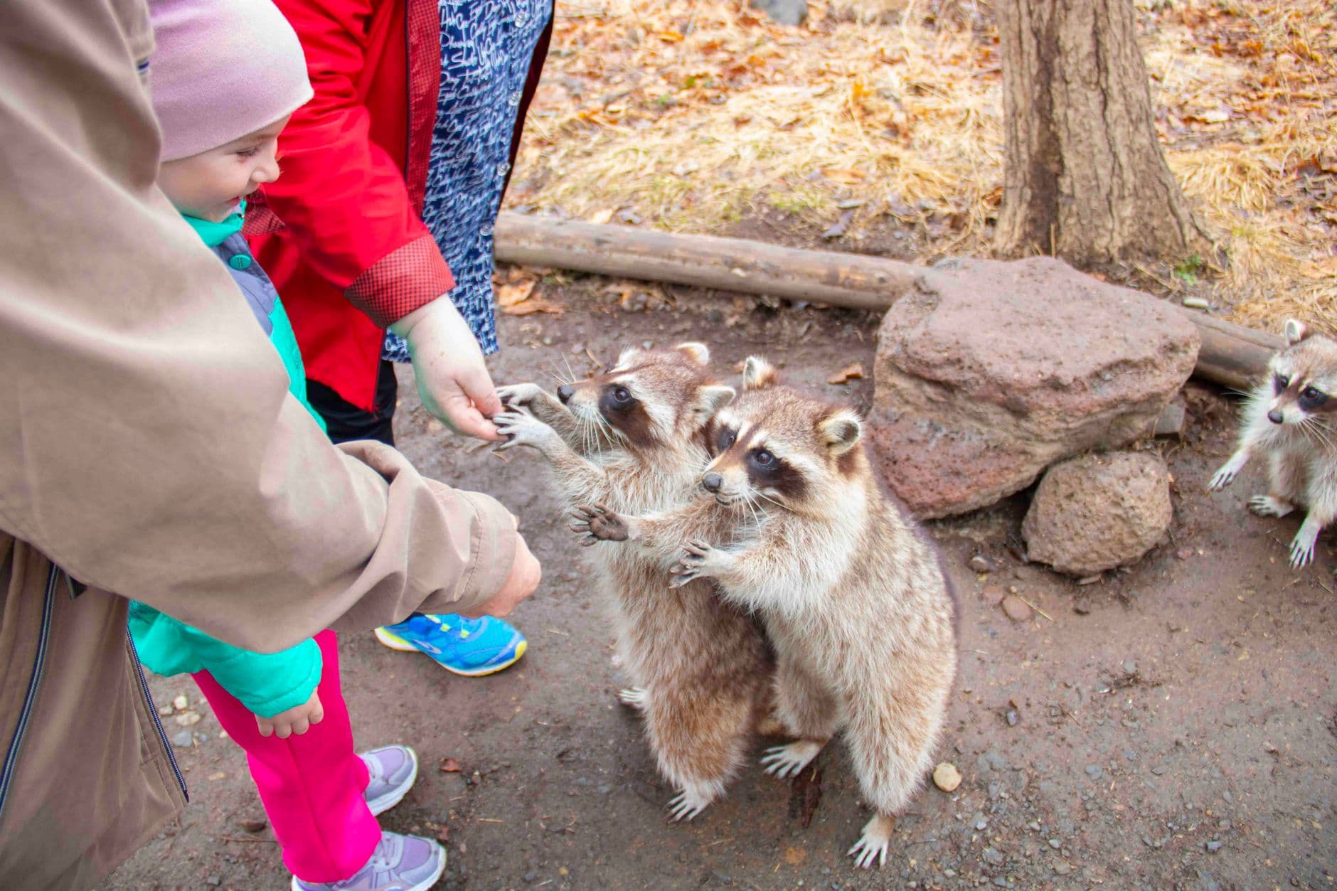 Wildlife Watching Tours - A Practical Guide to Safe, Eco-Friendly Encounters