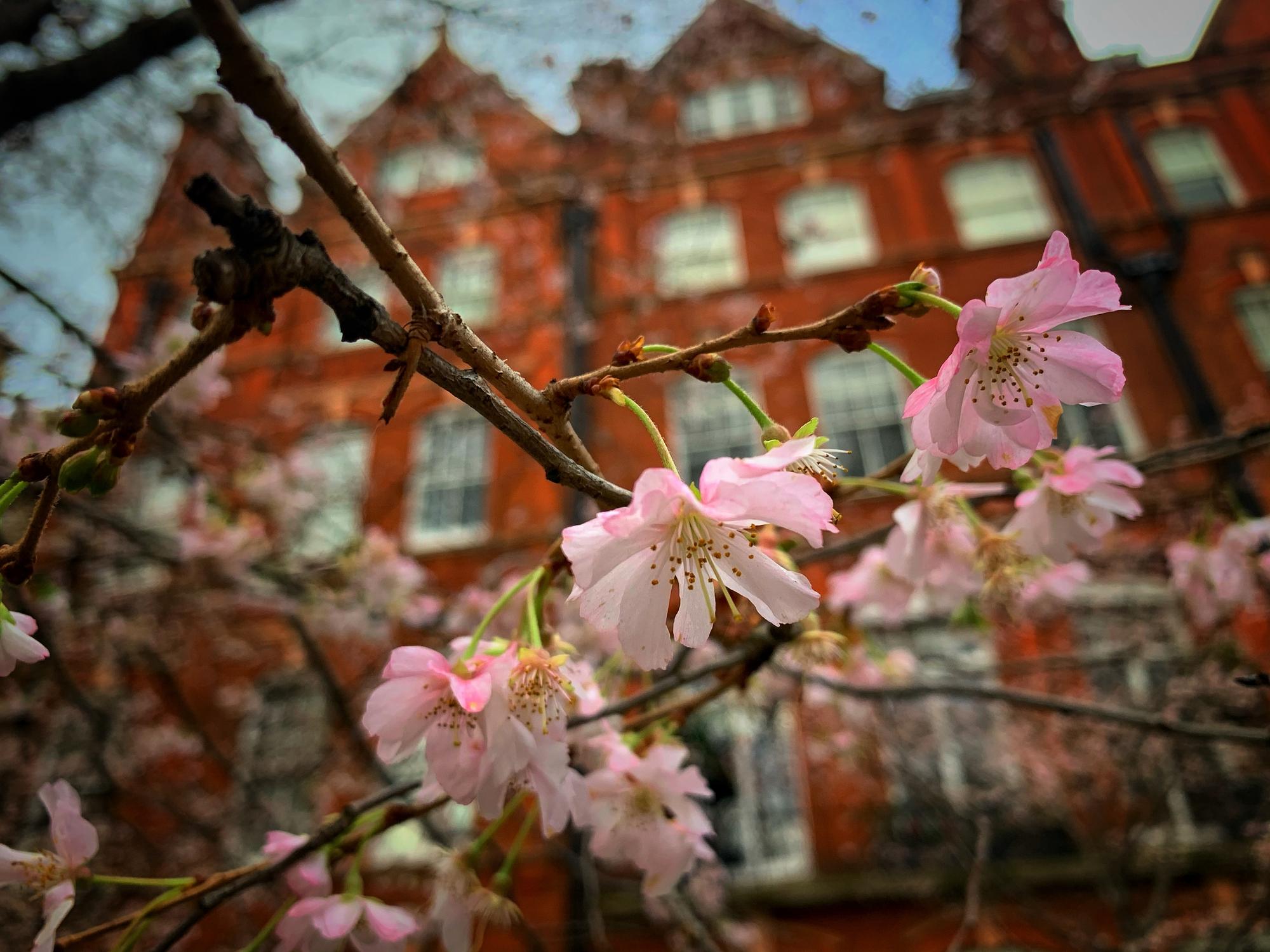 Apothecary Garden: Moscow's Cherry Blossom Haven