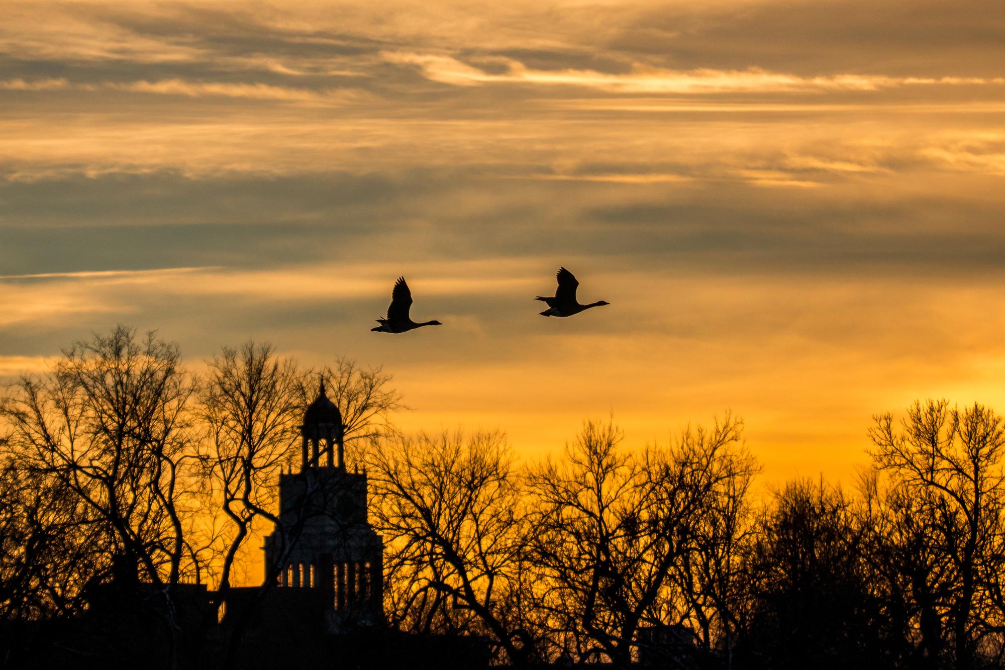Sparrow Hills' Photographic Magic