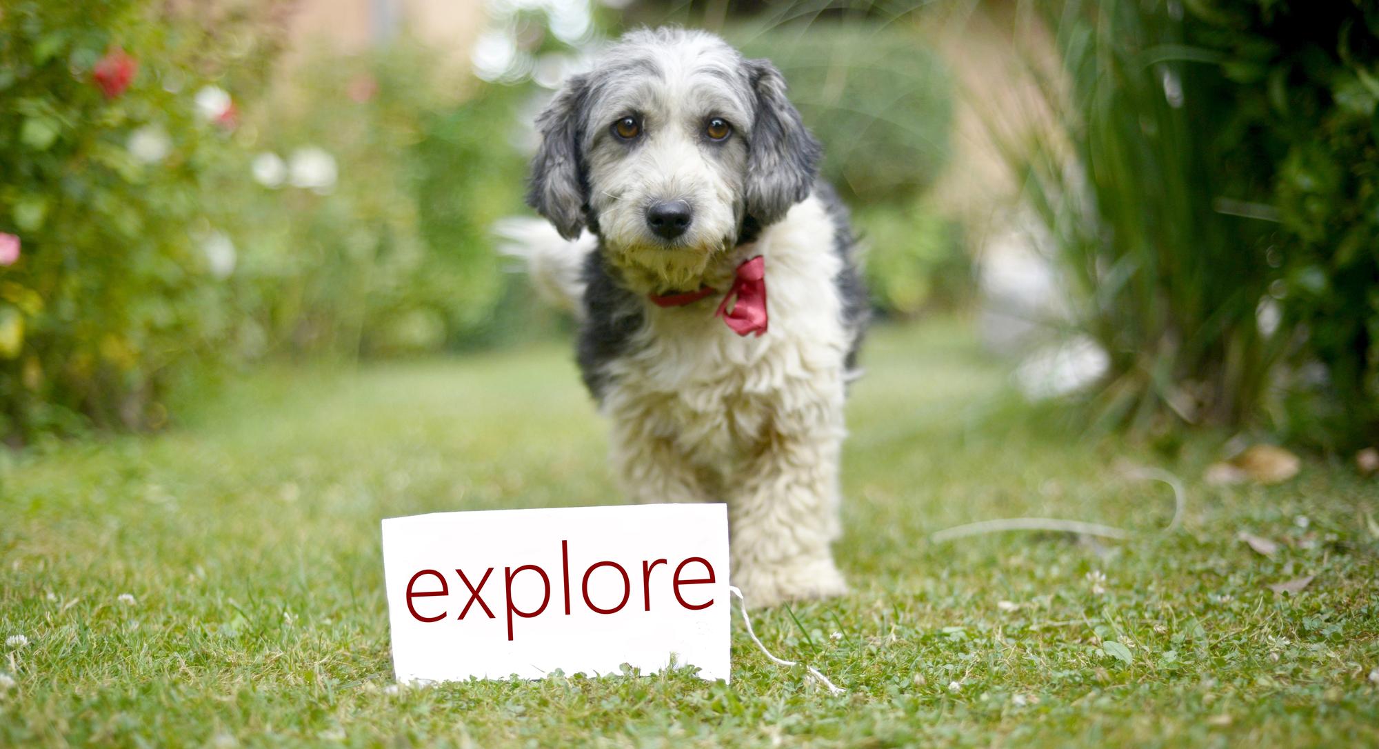 Top Pet-Friendly Spots
