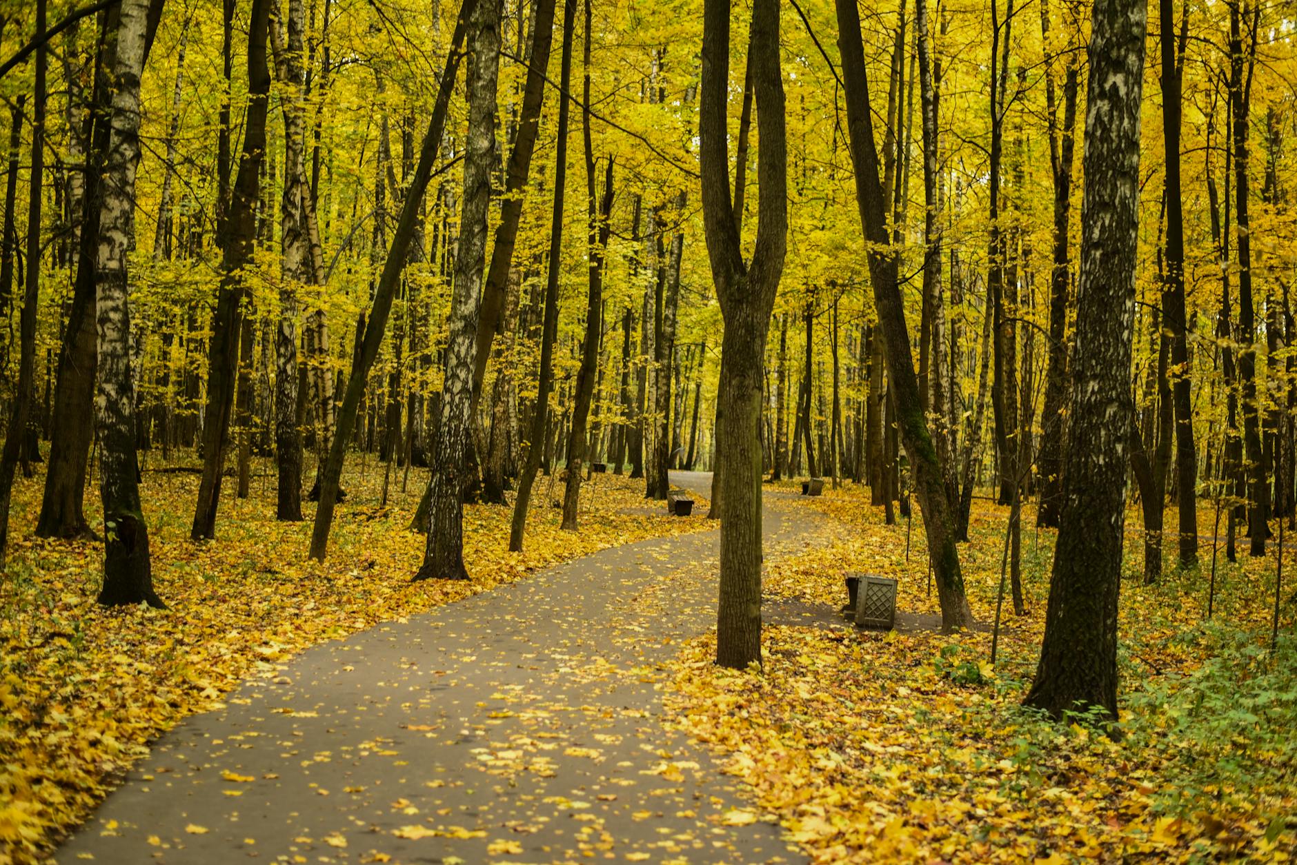 5 Ways to Enjoy Autumn in Moscow - Best Fall Activities and Sights