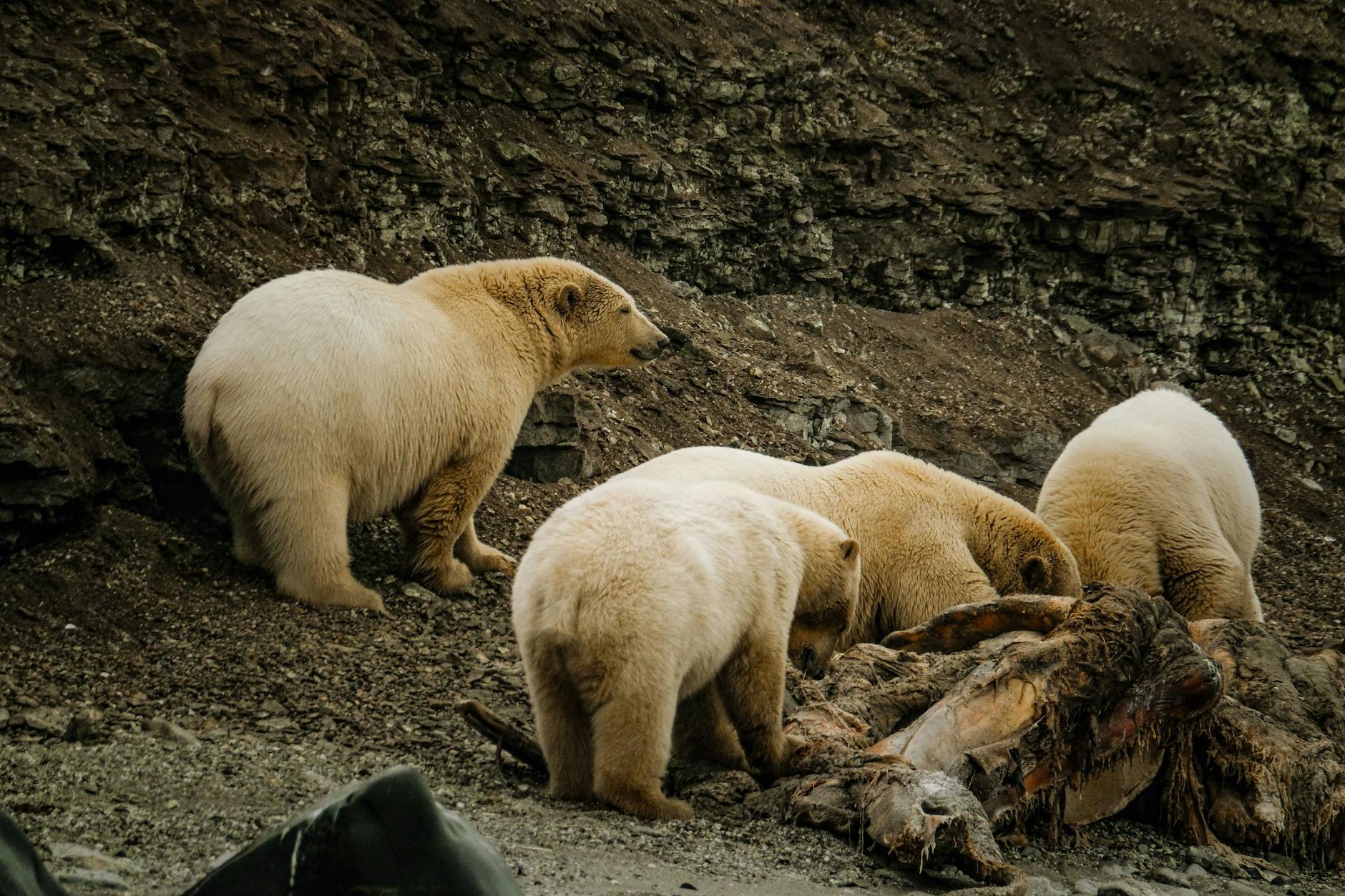 Ethical considerations for photographing polar bears and Arctic scavenging events