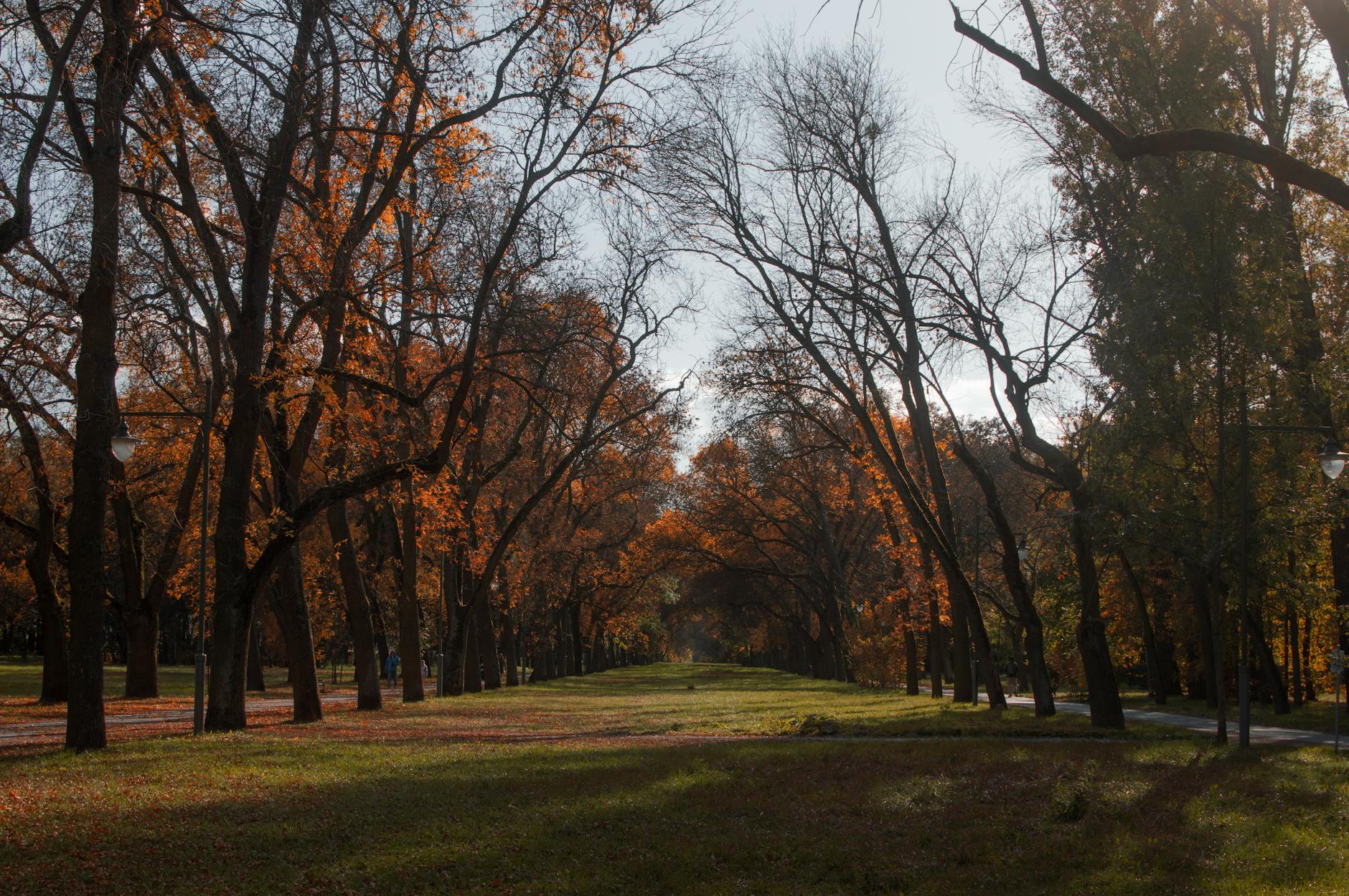 kolomenskoye park autumn