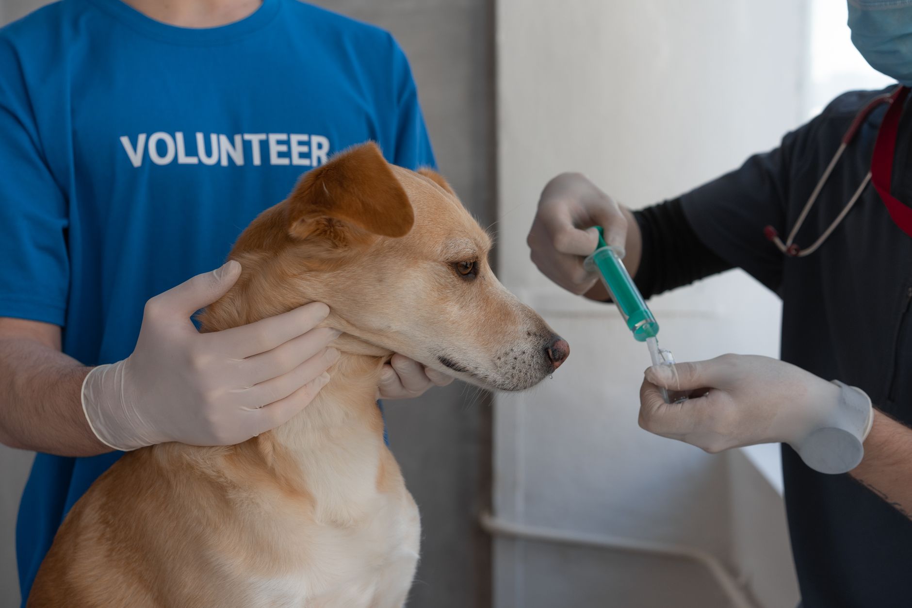 Step 2: Rabies vaccination