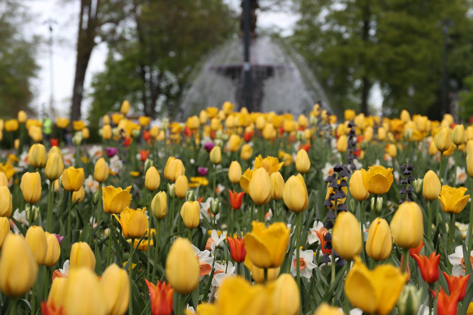 Spring bloom highlights in Gorky Park and its surroundings