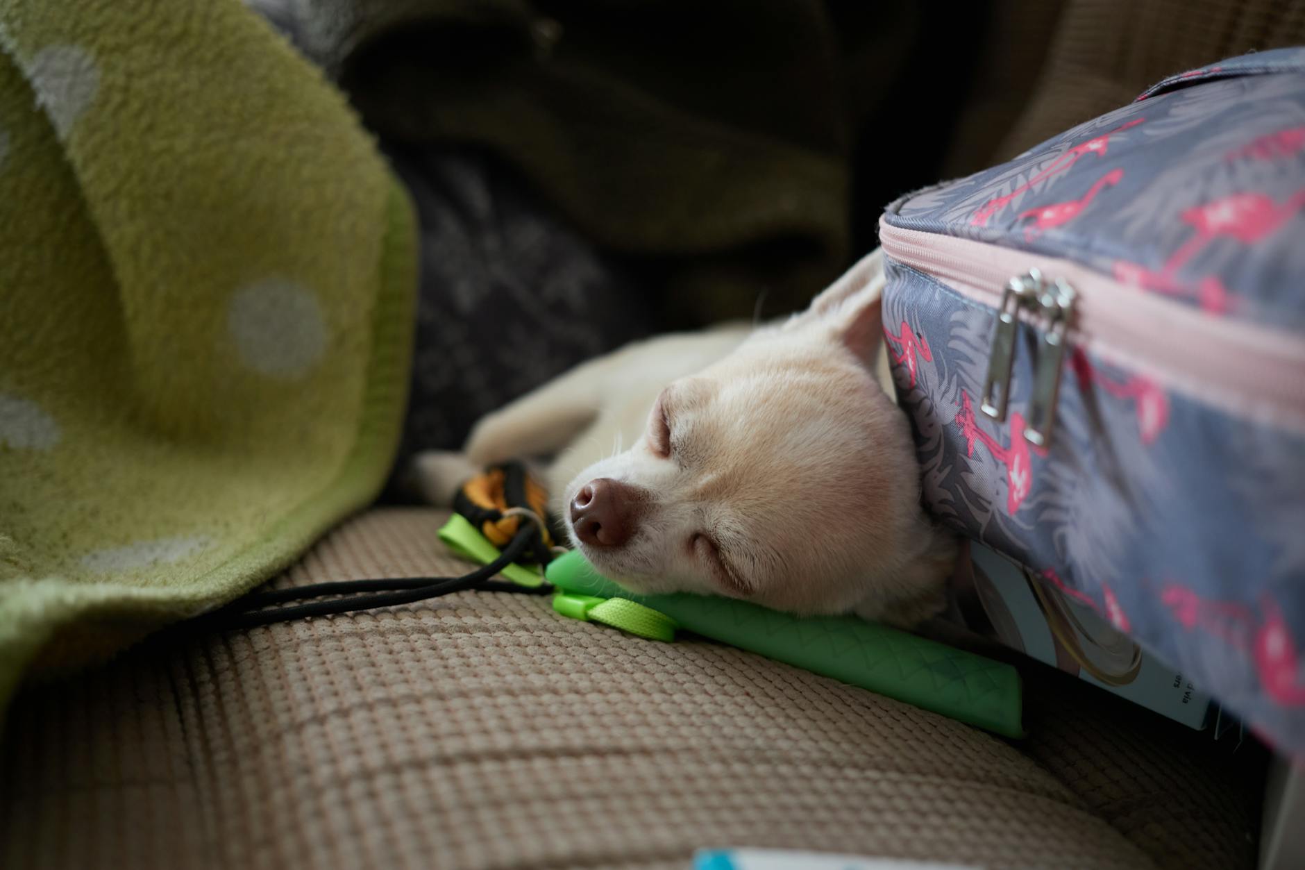 Russia Pet Relocation: Practical Guide