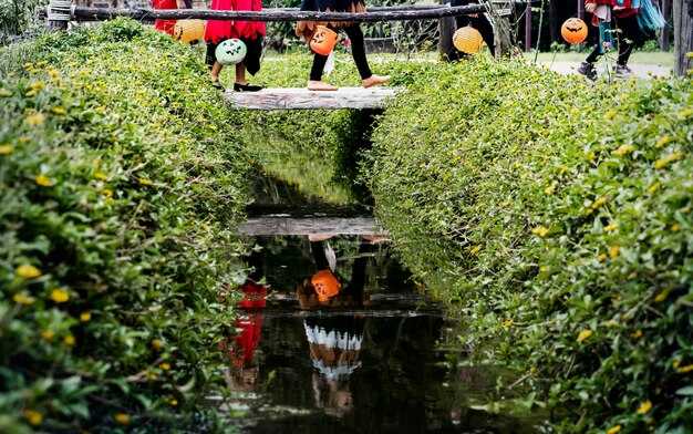 Pumps, filtration, and skimmer configurations for clear water