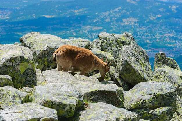 Putorana Plateau: Access routes, camping logistics, and seasonal windows for trekking