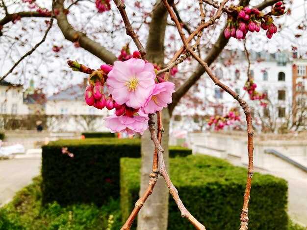 Best Spots to Enjoy Cherry Blossoms in Moscow | Parks & Scenic Views