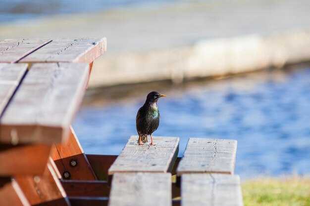 Setun River Valley Reserve: protected habitats, access rules, and best hides
