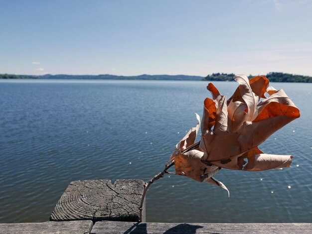 Five Burbot Tactics to Win in Winter