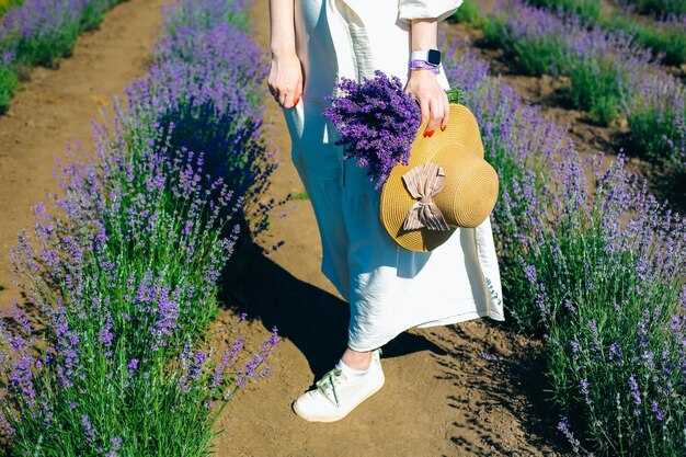 Provence Lavender Fields – An Essential Guide to Visiting, Bloom Times, and Tips