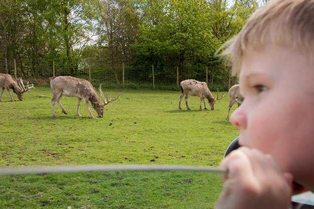 Safari Park Near Moscow – Family-Friendly Wildlife Adventure in Russia