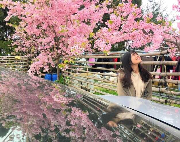 Bloom Forecasts: City-by-City Peak Dates and Planning Tips