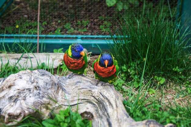 Wildlife Ponds – Create Habitats for Birds, Amphibians &amp