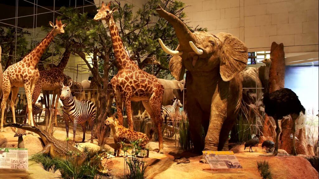 A taxidermy diorama at the State Darwin Museum in Moscow, depicting an African savanna with lifelike giraffes, an elephant, a zebra, a hyena, an ostrich, and other wildlife in a naturalistic setting.