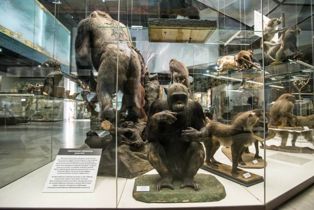 A taxidermy exhibit at the State Darwin Museum in Moscow, featuring various primates, including a gorilla and multiple species of monkeys, displayed in a glass case with educational plaques.